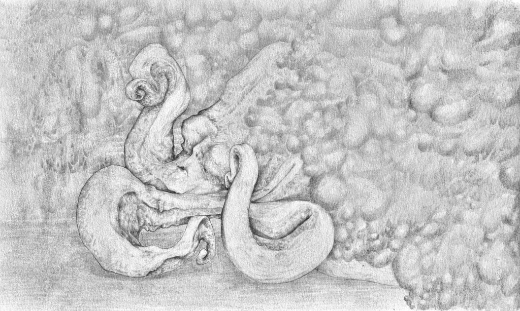 Octópodo I - grafito sobre papel - 23 x 40 cm